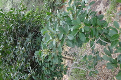 Chionanthus zeylanica